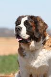 SAINT BERNARD 089